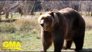 Man who survived bear attack speaks out