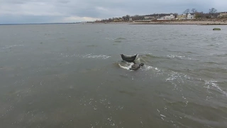 drone footage - seal off of staten island and swinburne and hoffman islands