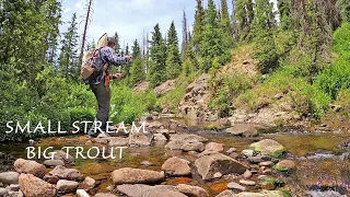 Fly Fishing a Small Stream in Colorado full of BIG Browns, Brookies and Native Cutthroat trout!