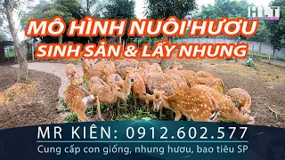 THU TIỀN TỶ TỪ MÔ HÌNH NUÔI HƯƠU LẤY NHUNG