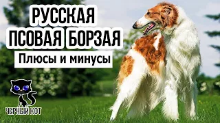 ✔ Русская псовая борзая: плюсы и минусы породы
