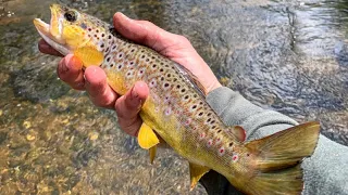 This TINY creek is LOADED!!!! Michigan Trout fishing at its best!