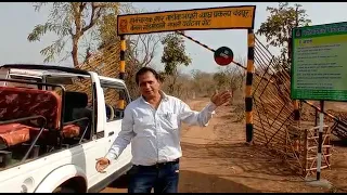 #tadoba#andhari# andharitigerproject# belara.gondmohari safari gate.