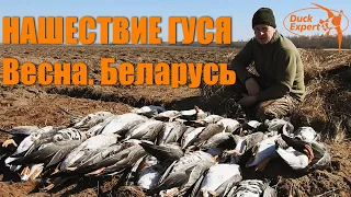 НАШЕСТВИЕ ГУСЯ! Охота на гуся весной в Беларуси! Duck Expert goosehunting in Belarus