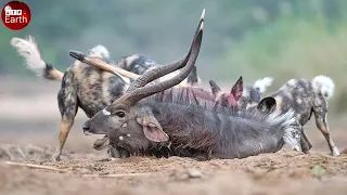 Aghast Moments! Wild Dog Attack and Takes Down Nyala