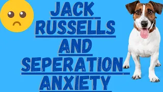 Jack Russell's and Separation Anxiety (How To Deal With It)