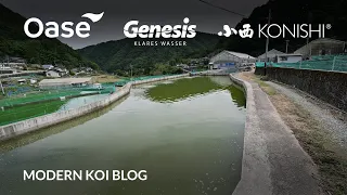 Modern Koi Blog #5576 - Live aus Japan: Dies und das zur Babykoiaufzucht in Naturteichen