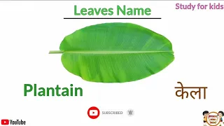 Leaves name | name of leaves | leaves name for childrens | leaf shapes |  leaves names | leave names
