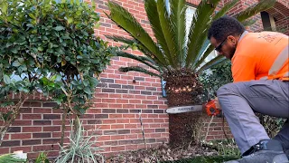 How to trim /shave your Sago Palm in Jacksonville Florida