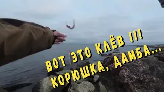 Отличный клёв корюшки. Это кайф )))