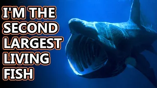 Basking Shark facts: time to eat tiny things! | Animal Fact Files