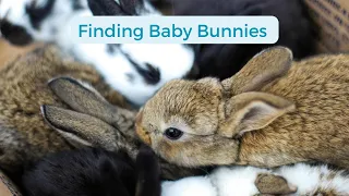 Finding Baby Bunnies - Do This To Keep Them Alive!