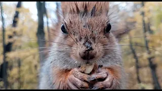 Кормлю белку, которая похожа на гоблина / Feeding a squirrel that looks like a goblin