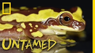 See a Frog and Its Tadpoles | Untamed