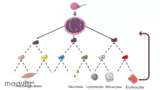 Modélisation de la LMMC à l'aide de la technologie iPSCs