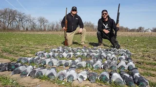 Hunting Pigeons We Shot Em All with a Sneaky Little Hide!!