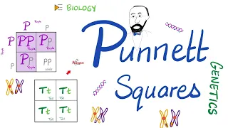 Punnett Squares (Monohybrid Cross, Dihybrid Cross) | Genetics