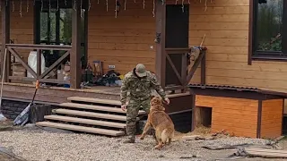 Утро в Совином Доле, красавец на ветке и ревнивый Радик