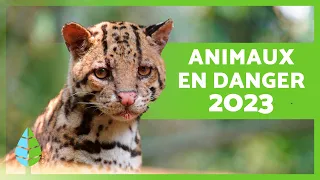 ANIMAUX EN VOIE DE DISPARITION 2023 🐧⚠️ (Top 10)