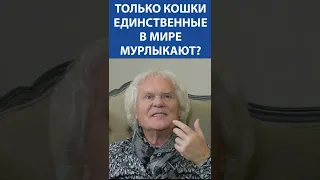 КУКЛАЧЕВ: Только кошки единственные в мире мурлыкают