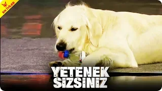 Kendi Şişesini Açan Köpek Spy | Yetenek Sizsiniz Türkiye