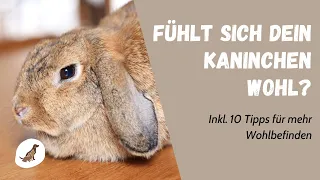 Woran erkenne ich, dass sich Kaninchen wohlfühlen? Inkl. 10 bewährter Tipps