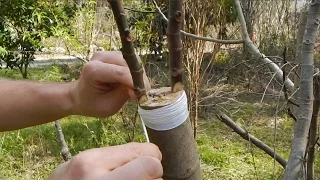 Cleft Grafting a Fig Tree