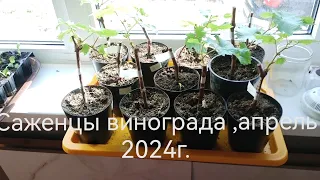 Саженцы винограда апрель 2024г.