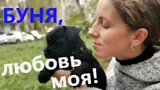 Щенок цвергшнауцера, особенности породы / Уход, воспитание, стрижка, дрессировка / Буня, любовь моя!