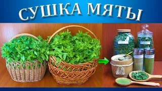 Как сушить мяту на зиму в сушилке Изидри?