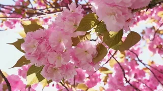 Happy Spring Beautiful Relaxing Music🌺