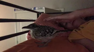 The story of our pet roadrunner