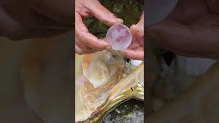 👑👑Giant clams nurture sparkling dragon pearls