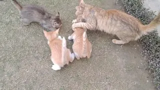 Rescued Foxy Cat Trying To Hunt Bird In Lunch For Her Kittens