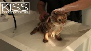 AEOLUS washing cat analysis video