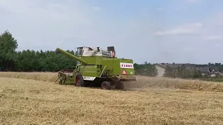 kosimy żyto claas mercator 70 zetor 5245