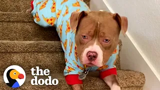 Pitties Know The Secrets To Life  | The Dodo Pittie Nation