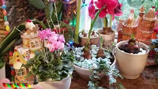 Busy Gardening Week! Cyclamen Ginger Cannas || Palm Fairy Garden Update || Shopping For Parrots