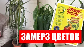 Замерзли листья у Антуриума, Орхидеи, Замиокулькаса, Спатифиллума что делать?