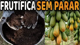 Esse Adubo FAZ EXPLODIR de Tantos Frutos (Mamão o Ano Todo)