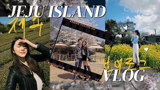 🇰🇷 [JEJU VLOG] Cherry Blossoms, Amazing Food, Osulloc Tea Museum 🌸🍃 | MONGABONG