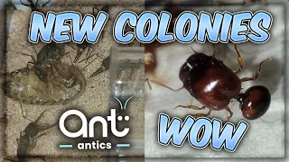 ANT ANTICS FEAT HARPEGNATHOS VENATORS, ACANTHOMYMEX THAILANDENSIS, DIVES, GIGAS, DIVERSA AND MORE