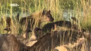 Animal Planet | Discovery Channel | Hyena Documentary 2015 Full HD