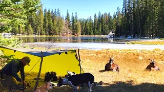 Late Fall Bushcraft Camping. Goat Backpack to Pristine 9K Lake for Firebox Stove Trout With My Dogs