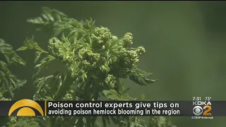 Experts Give Tips On Avoiding Poison Hemlock