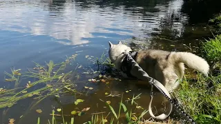 Altmain bei Bamberg mit meinen Huskies