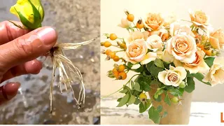 The Method of Growing Roses From Flower Buds the Whole World does Not Know | How to Propagation Rose