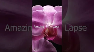 Rose Color Flower Opening Time Lapse #shorts 😍😱💜🌱🌷🍁