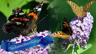 Schmetterlinge im Botanischen Garten Bayreuth. Kaisermantel, Tagpfauenauge, Admiral.Natural World .