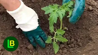 Pre presađivanja sadnica paradajza i krastavca na otvoreno, obavezno uradite ovo